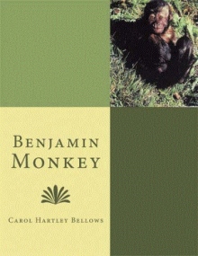 Benjamin Monkey